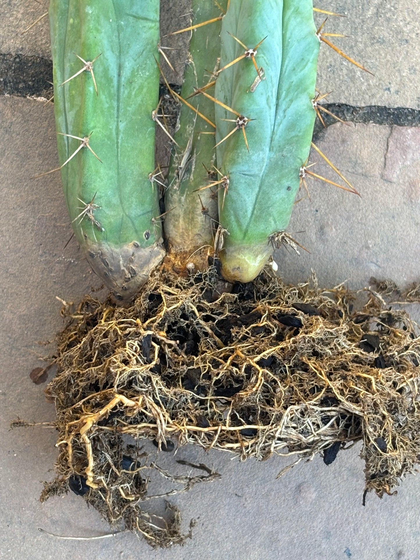 Melty bridgesii mini stand