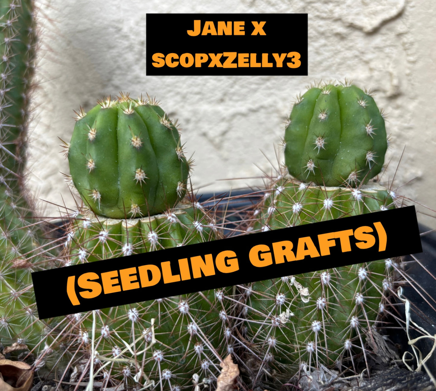 Jane x Scop - Zelly3 (and reverse) - 30 ct. Seed Packs