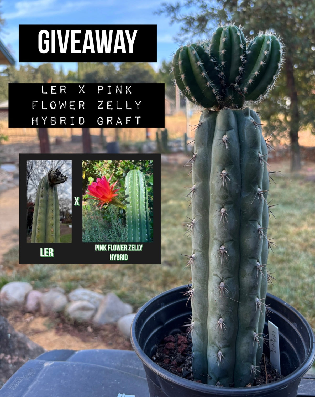 Giveaway Entry (one per person)