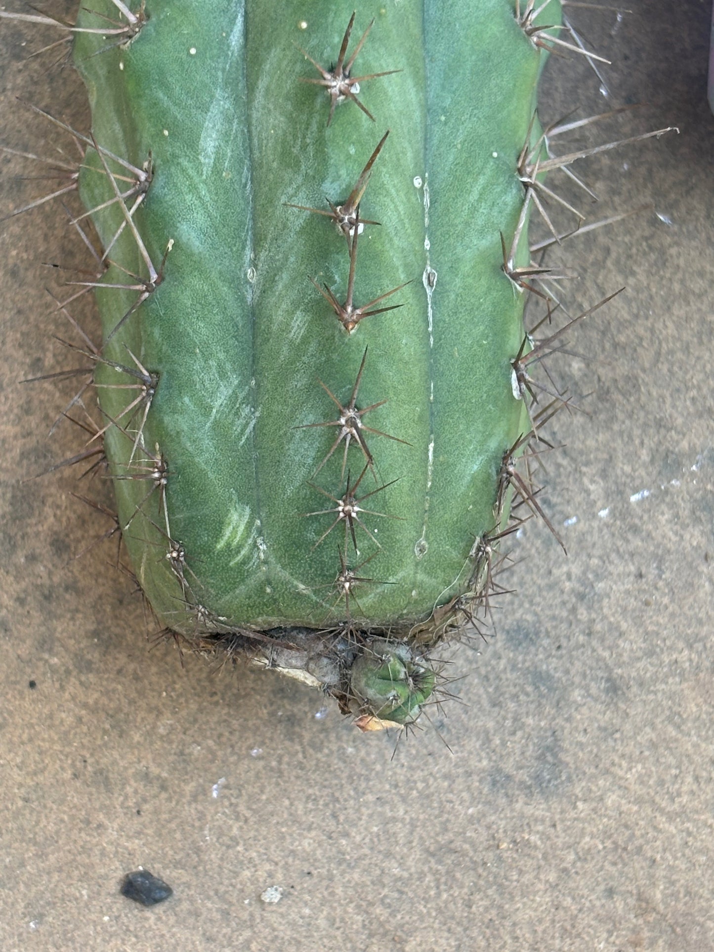 Icaros