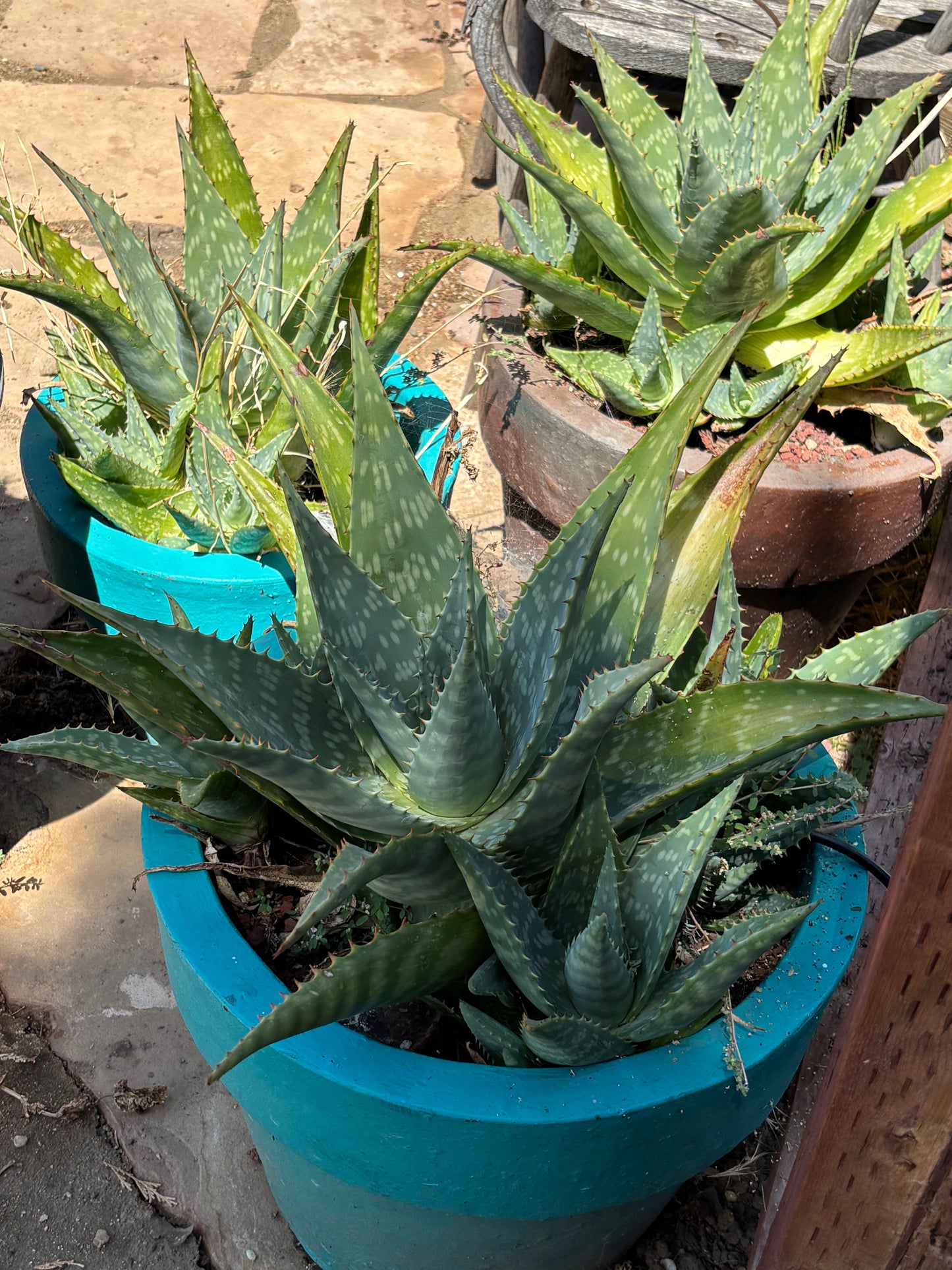 Aloe lot