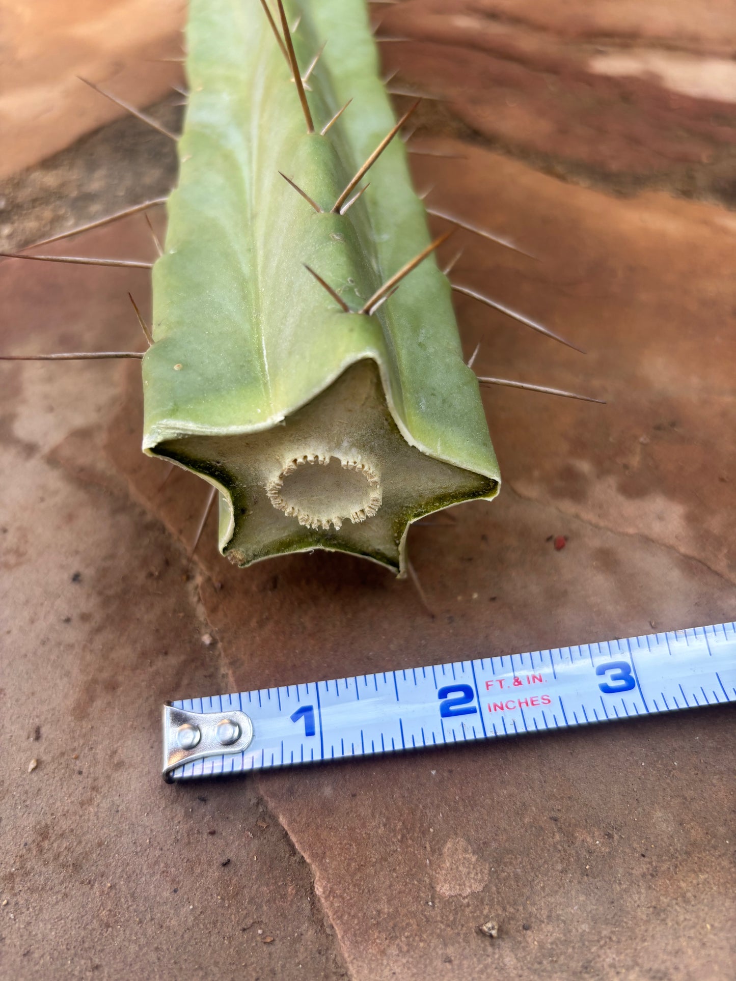 Bridgesii lost label