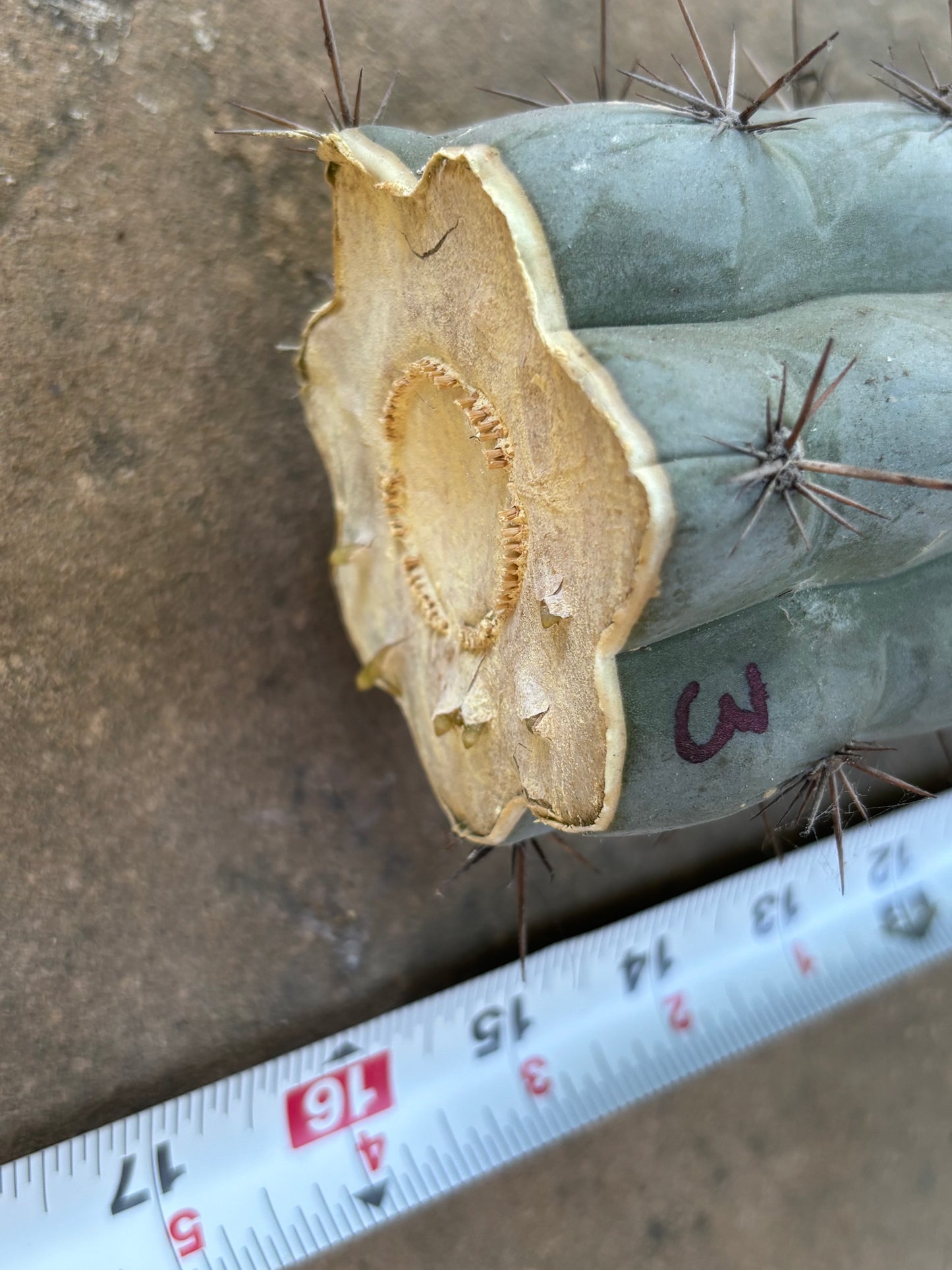 16 in Chalaensis mid cut