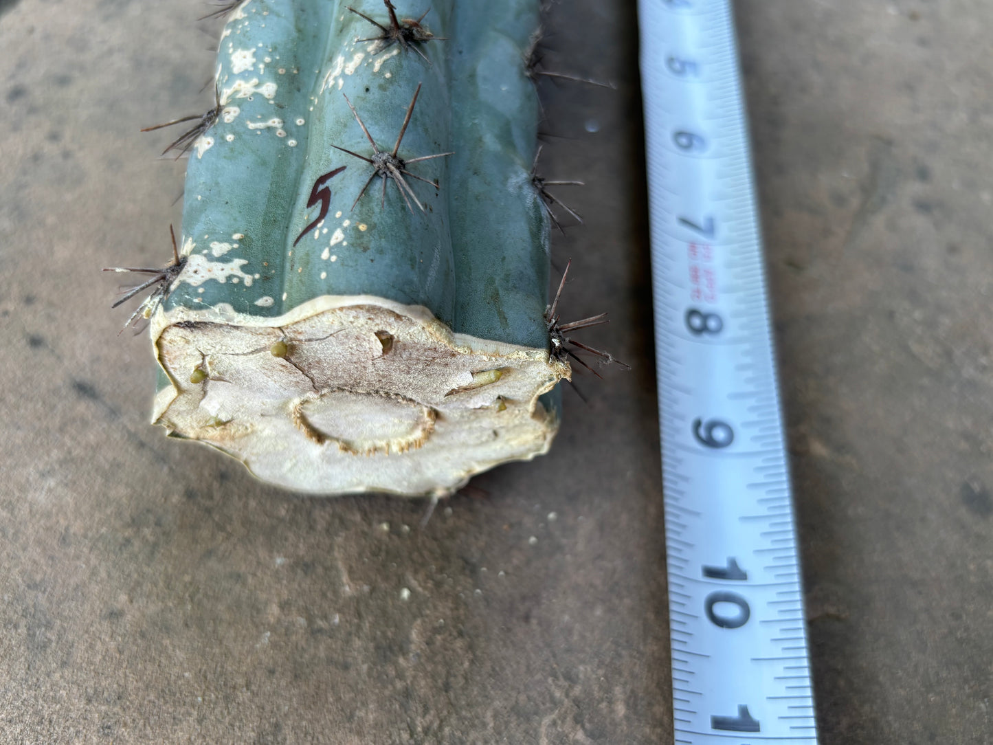 9.5” Chalaensis mid