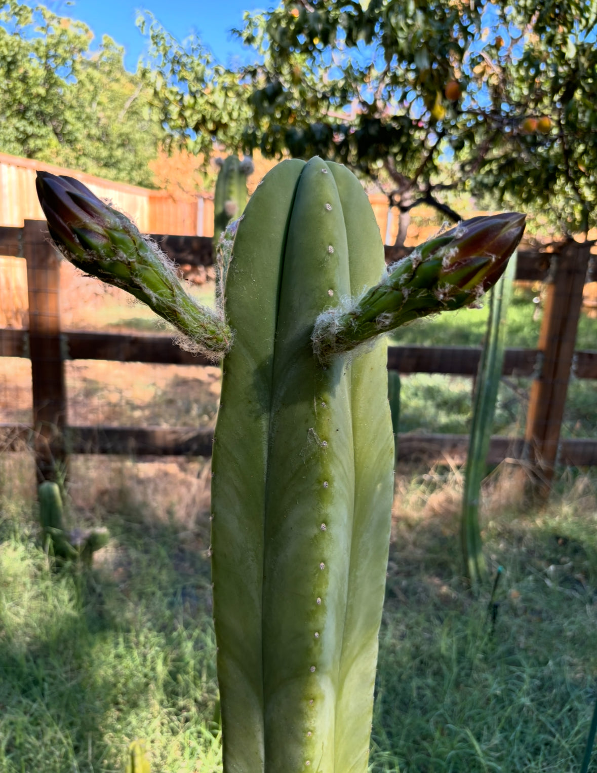 Pach "Juuls" x Cordobensis "Super Pedro" OP Seed Pack - 30 ct.