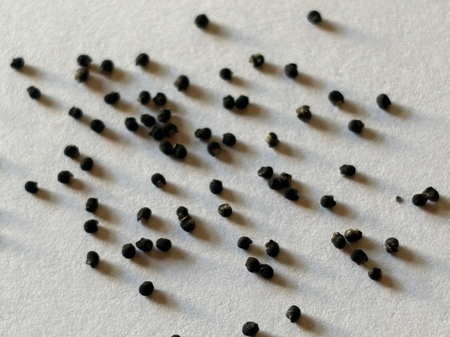 Loph. W. Seed Pack - 10 ct.