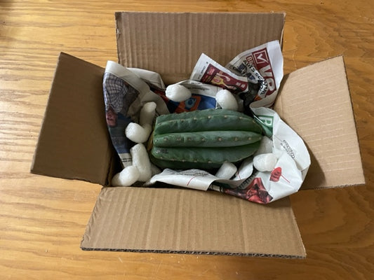 Prepare, Package and Ship Cactus Cuttings: Best Practices