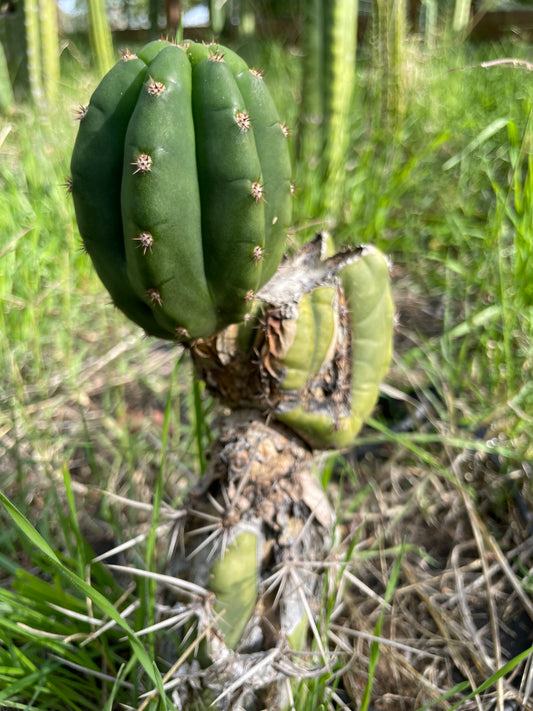 CACTI PROPAGATION & THE IMPORTANCE OF SUFFERING
