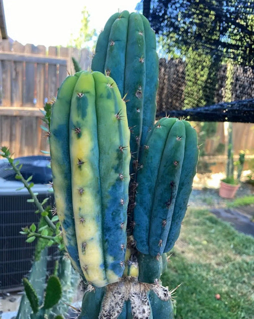 Cactus Variegation