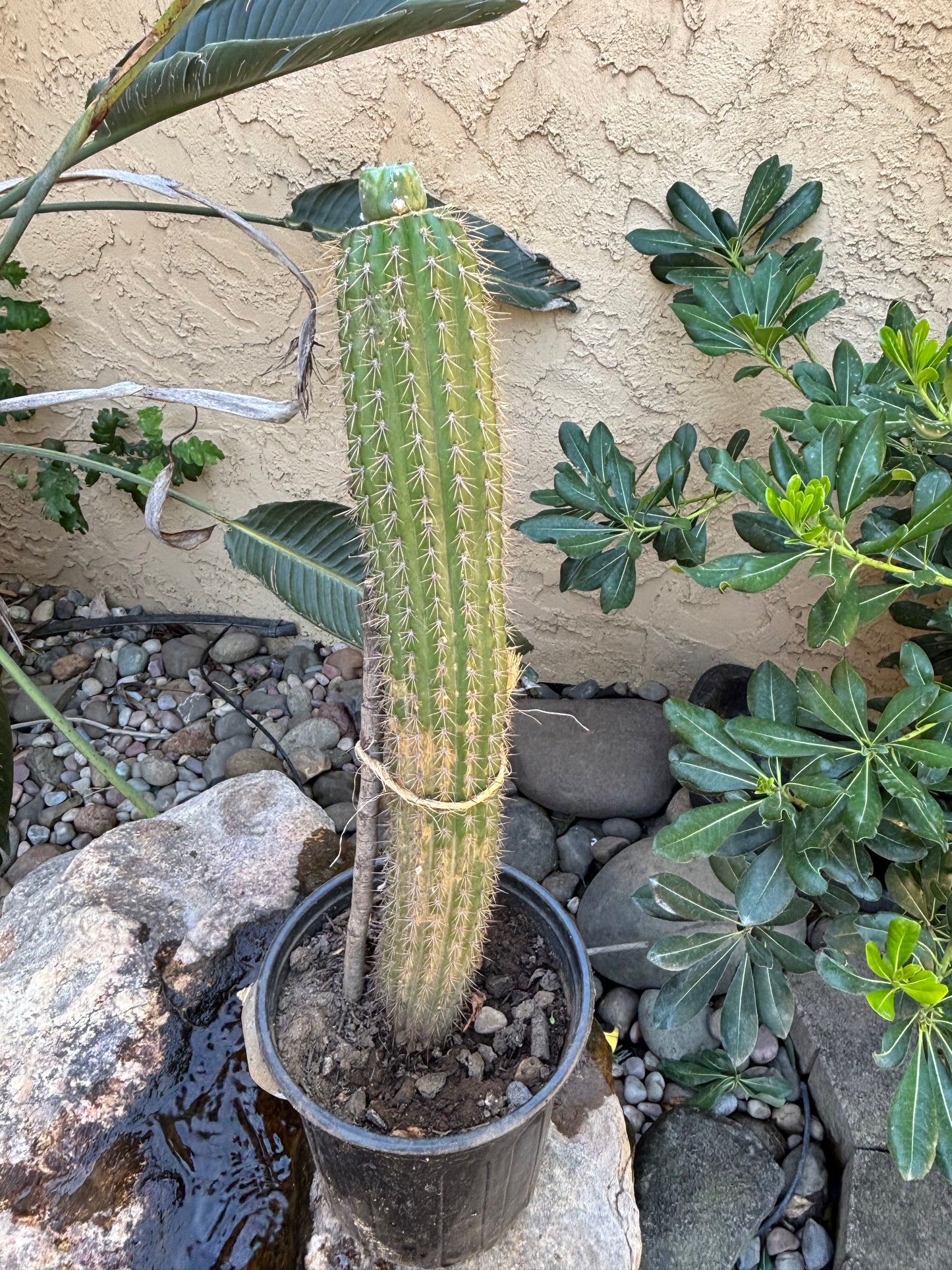 Loph to Spachianus graft #1