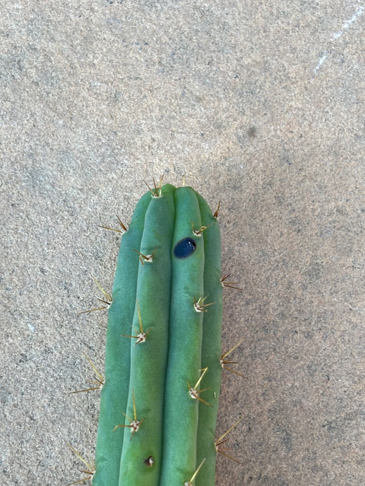 Bulk Bridgesii Box