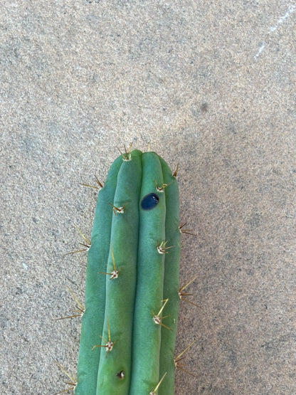 Bulk Bridgesii Box