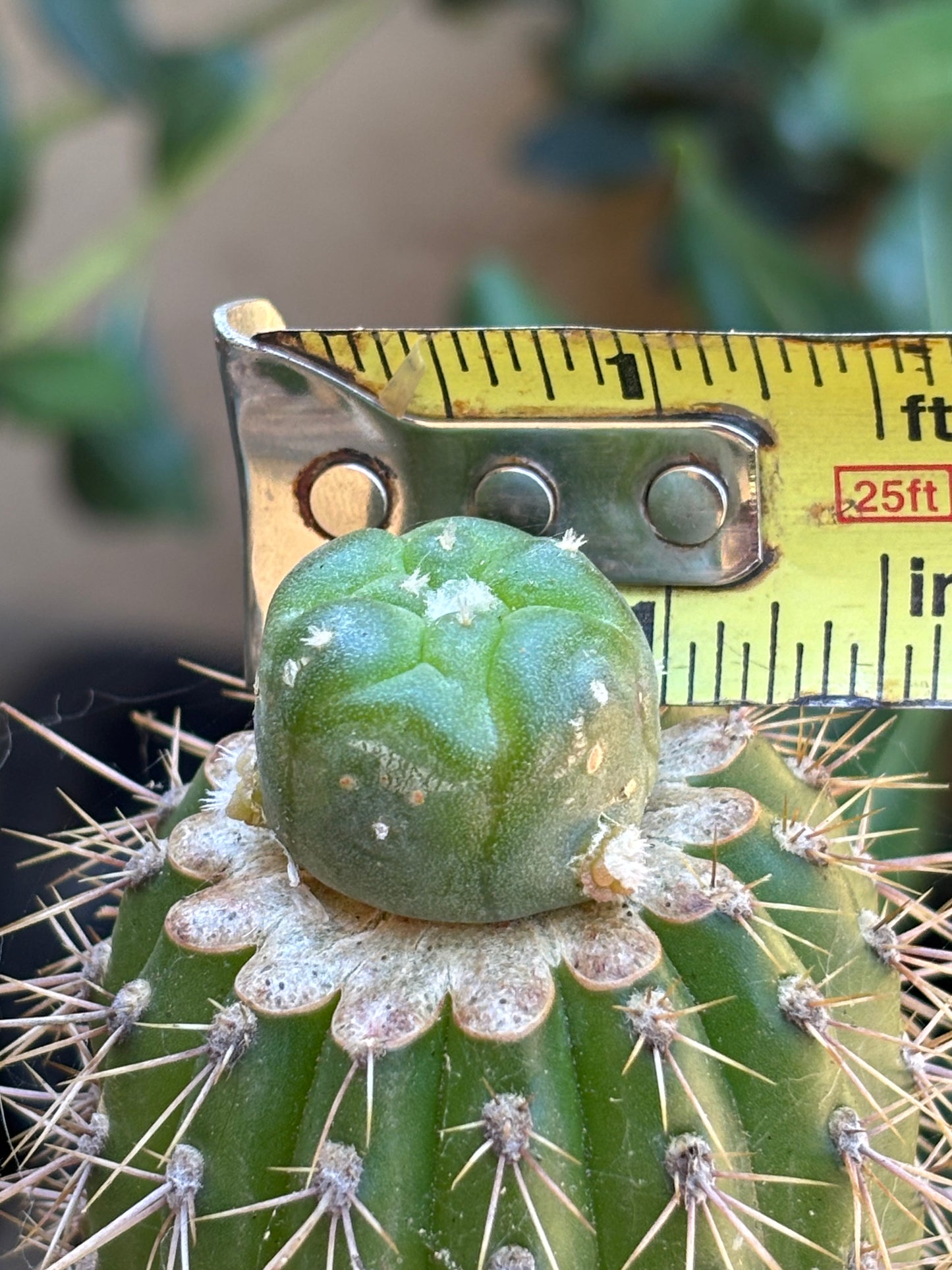 Loph to Spachianus graft #1