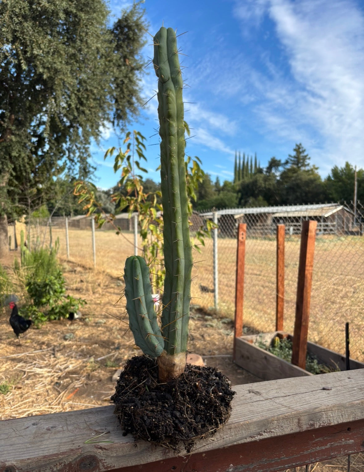 Bridgesii w/base pup and rootball