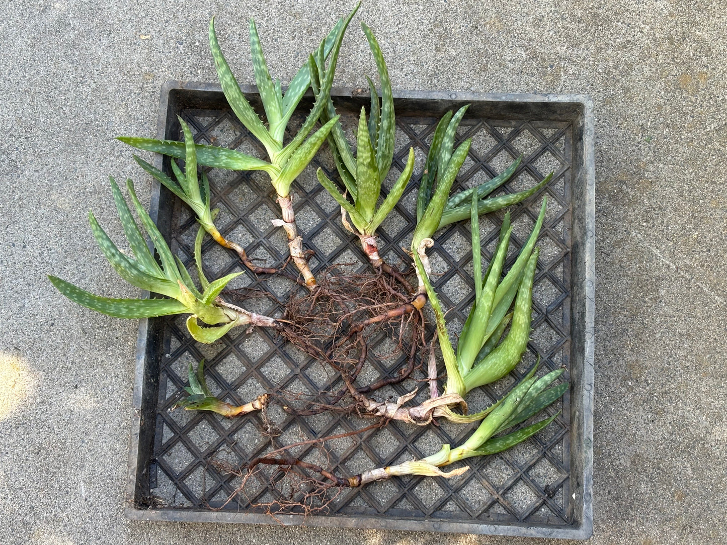 Aloe lot