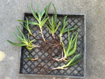 Aloe lot