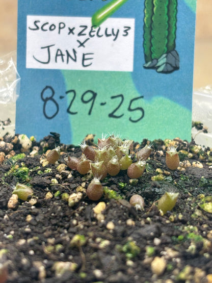 Jane x Scop - Zelly3 (and reverse) - 30 ct. Seed Packs
