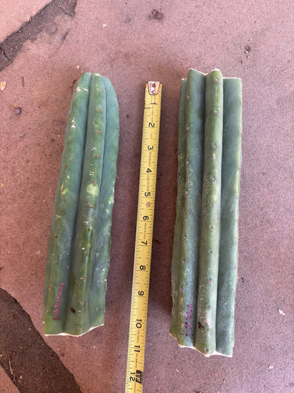 NZ pach “Sheridan” 2pak (#3 & #4)