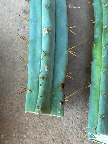 Bulk Bridgesii Box