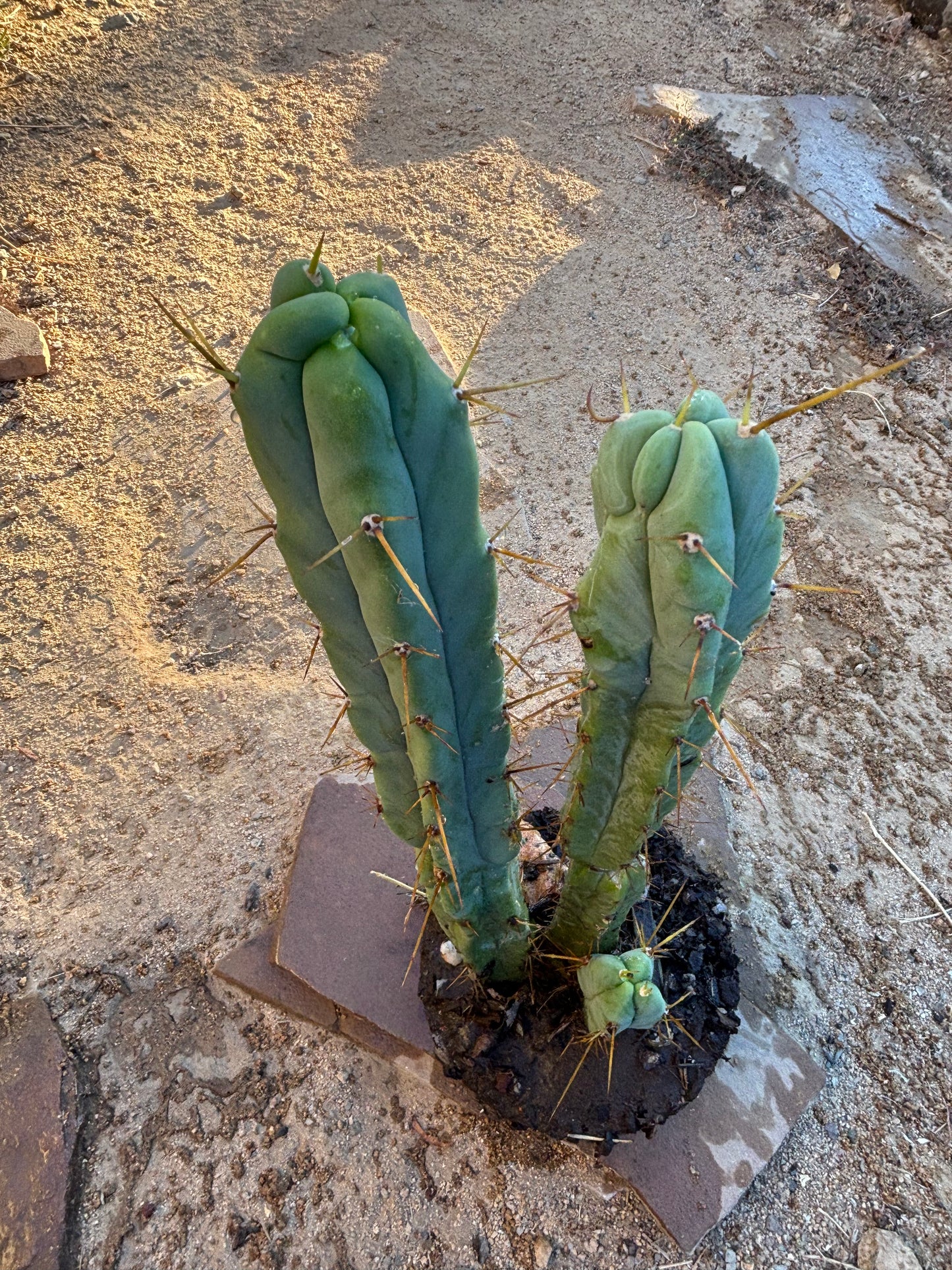 Melty bridgesii mini stand