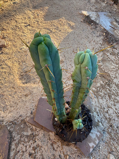 Melty bridgesii mini stand