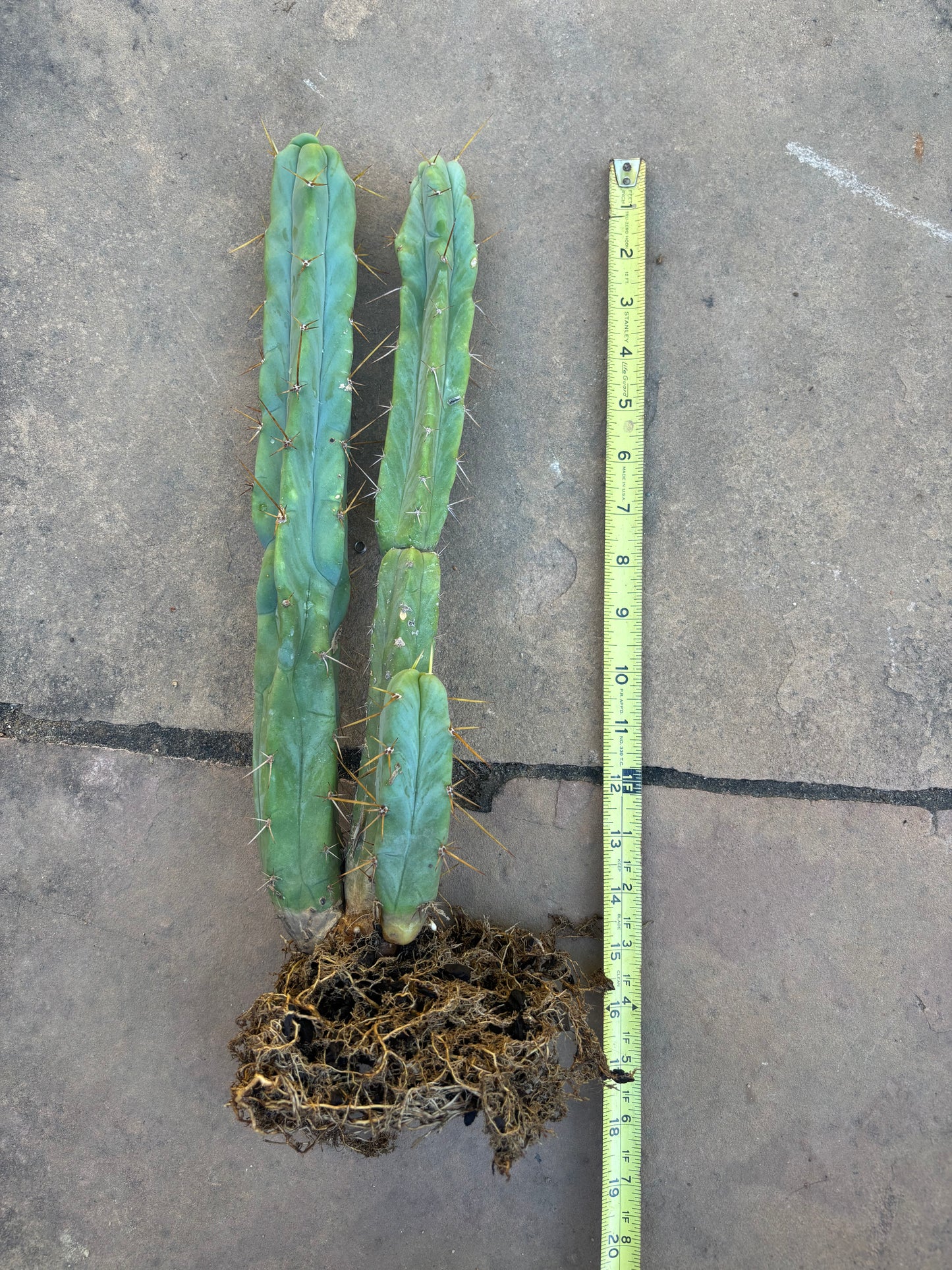 Melty bridgesii mini stand
