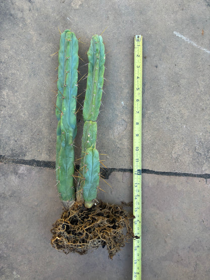 Melty bridgesii mini stand