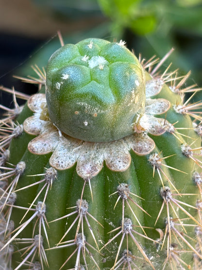 Loph to Spachianus graft #1