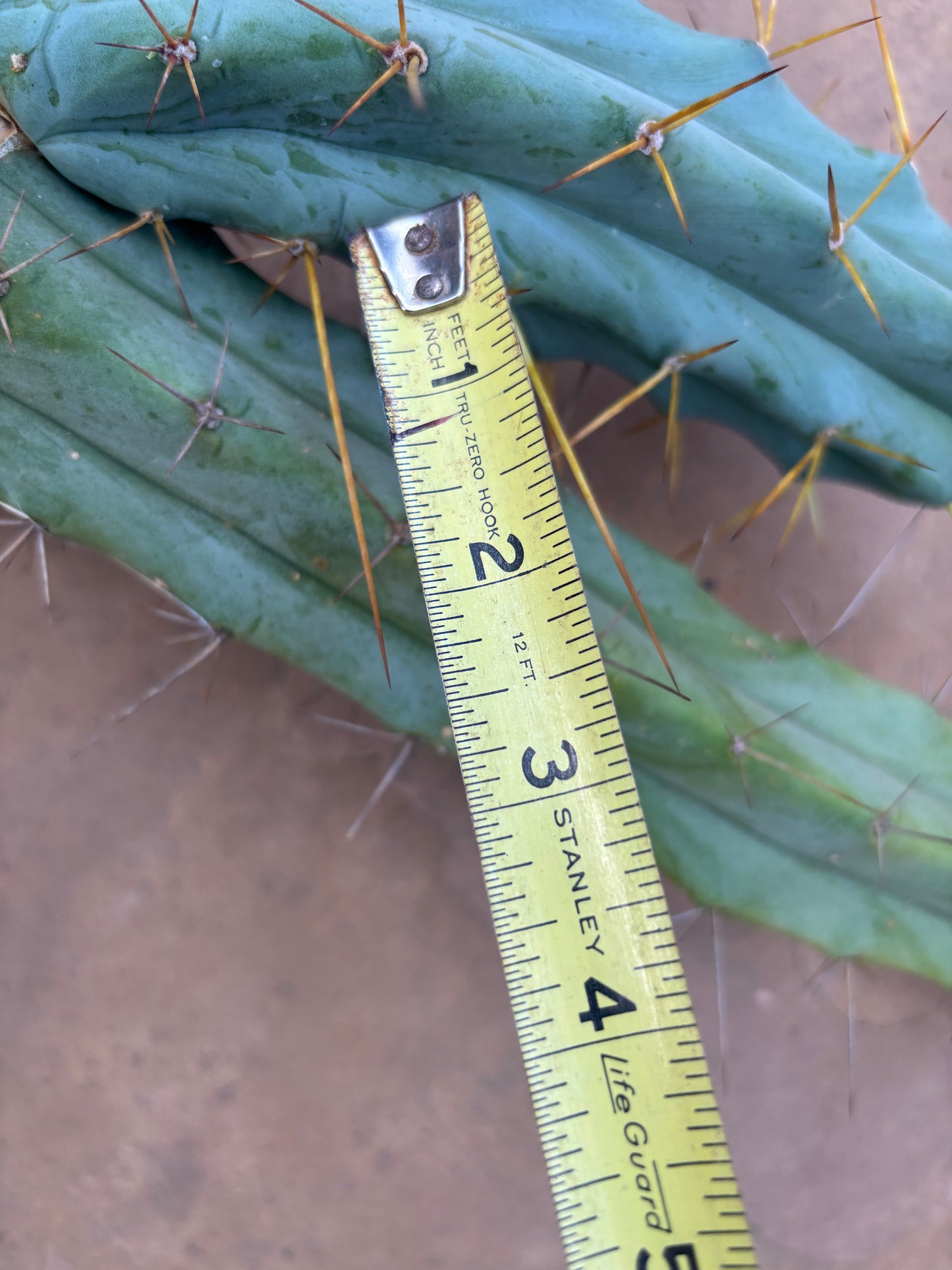 Bridgesii w/base pup and rootball