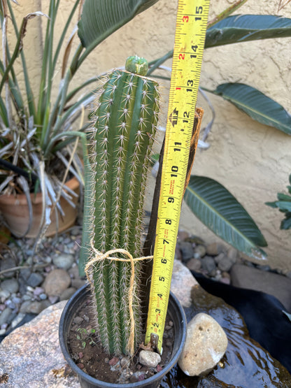 Loph to Spachianus graft #2