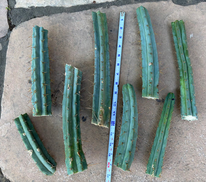 Bulk Bridgesii Box