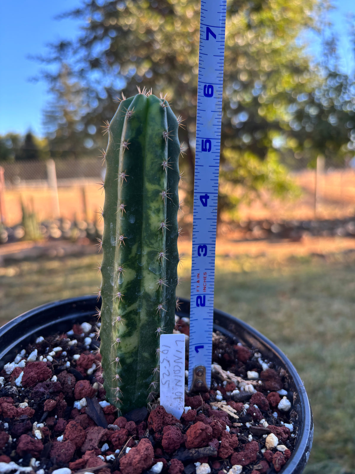 Lincoln OP vari seedling