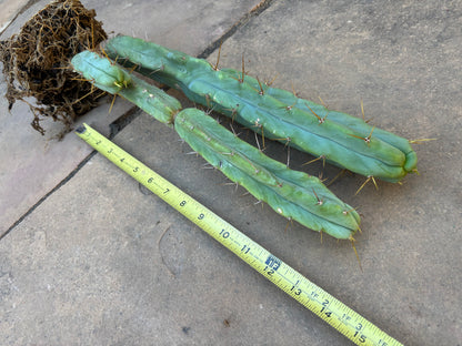Melty bridgesii mini stand