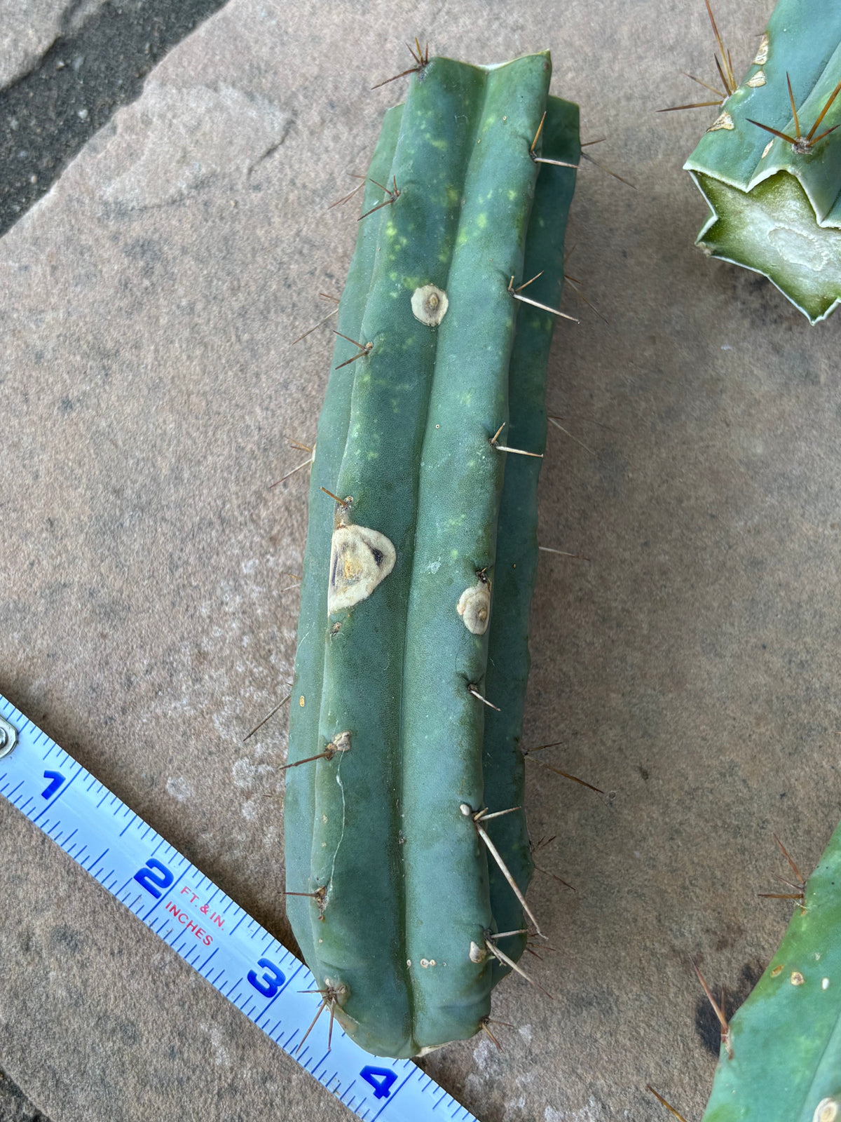 Bulk Bridgesii Box