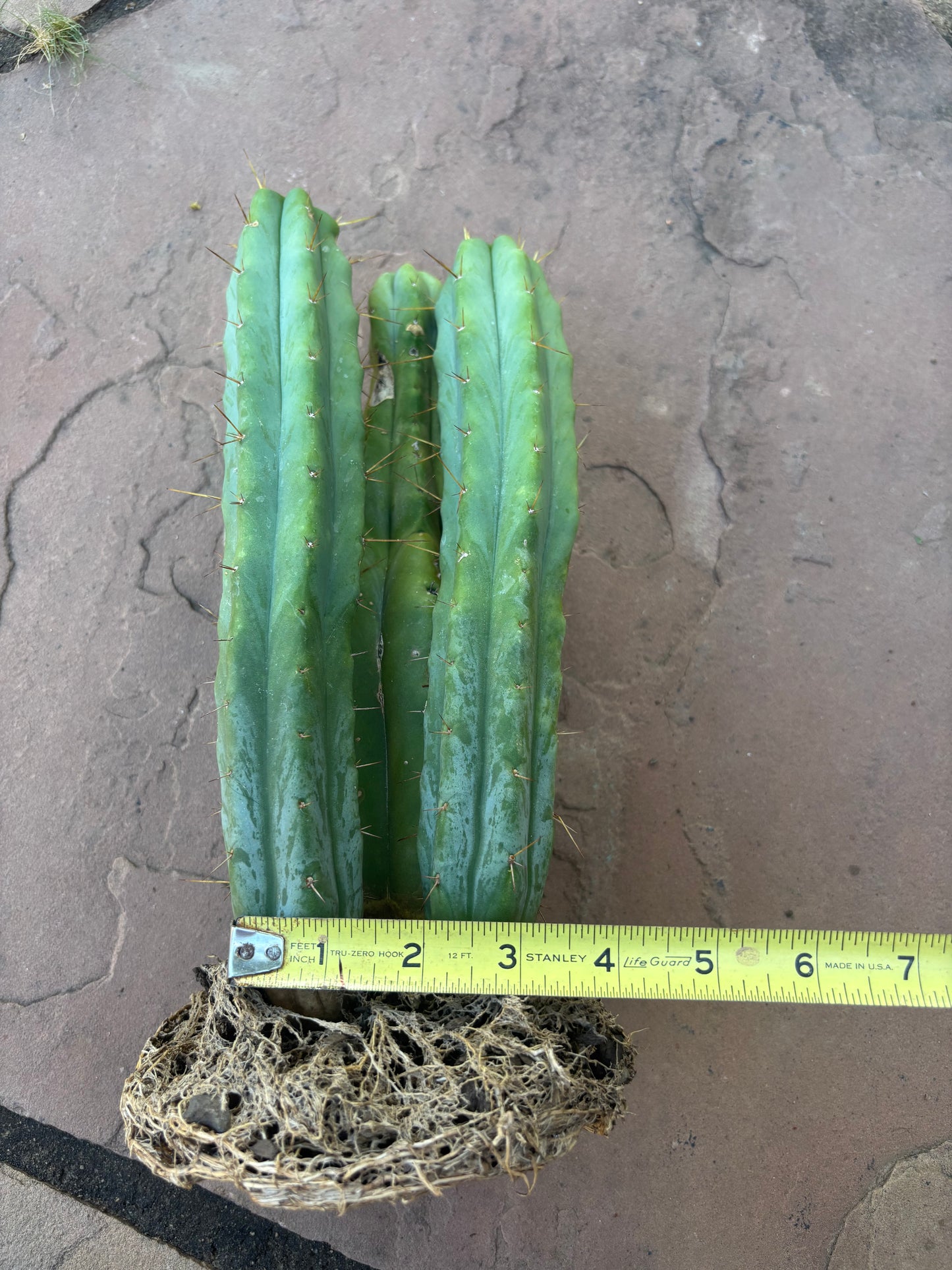SDB bridgesii - 3 offset w/rootball