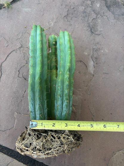 SDB bridgesii - 3 offset w/rootball