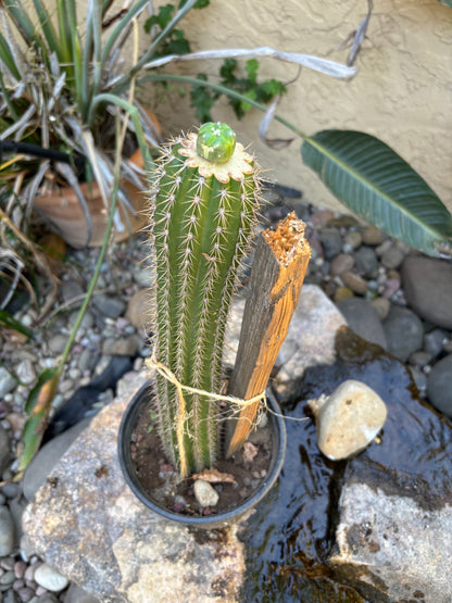 Loph to Spachianus graft #2