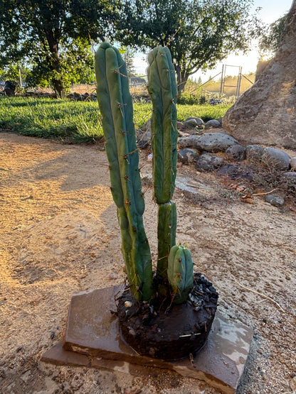 Melty bridgesii mini stand
