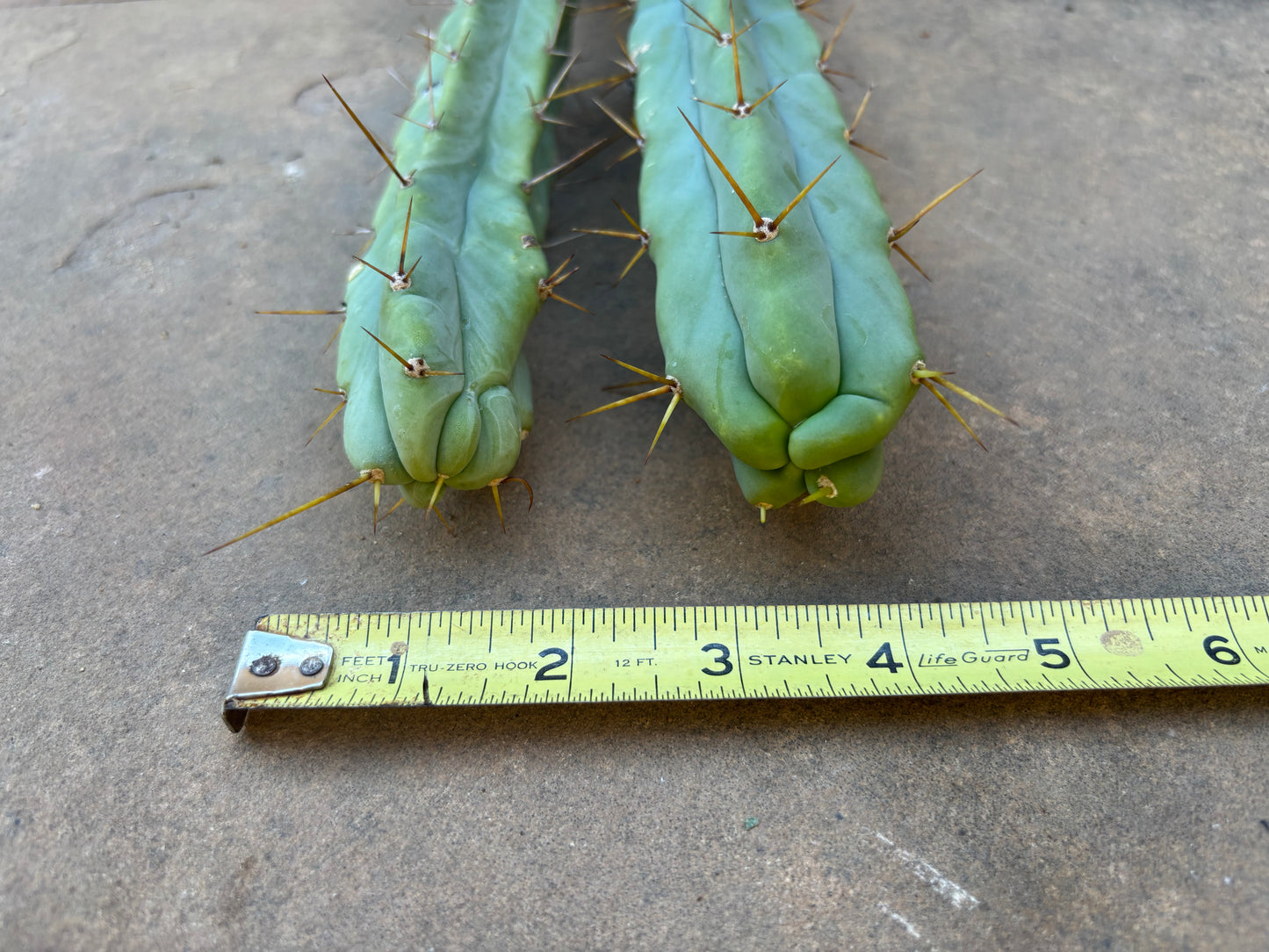 Melty bridgesii mini stand