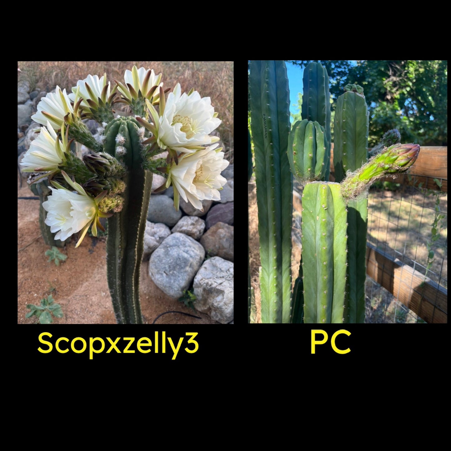 ScopxZelly3 X PC