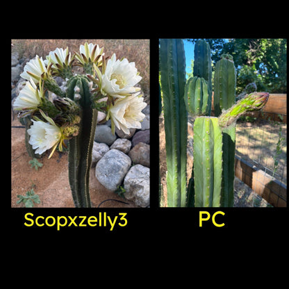 ScopxZelly3 X PC
