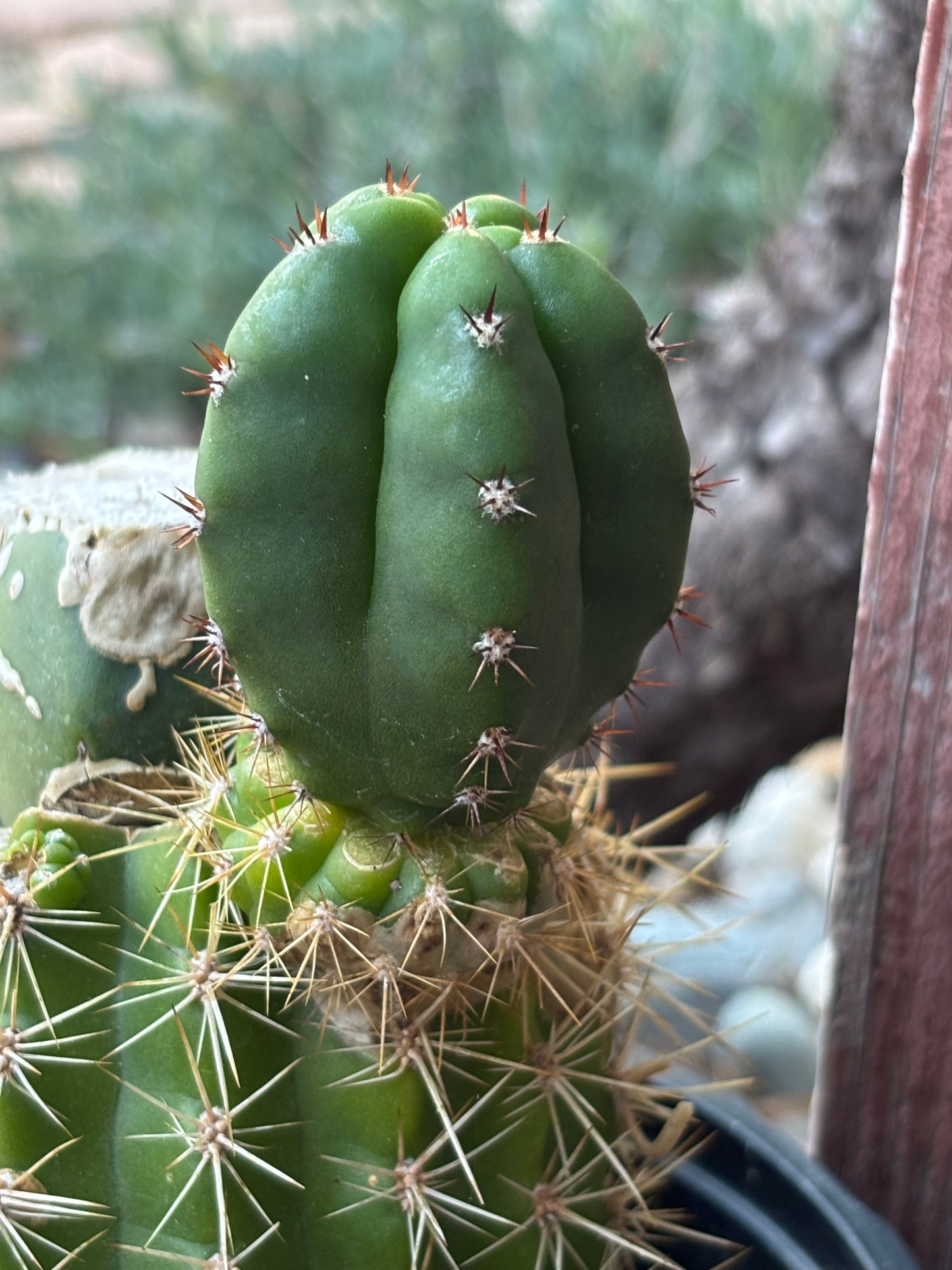 Peru "Belfast" x Scop "Invercargill" Seed Pack - 30 ct.