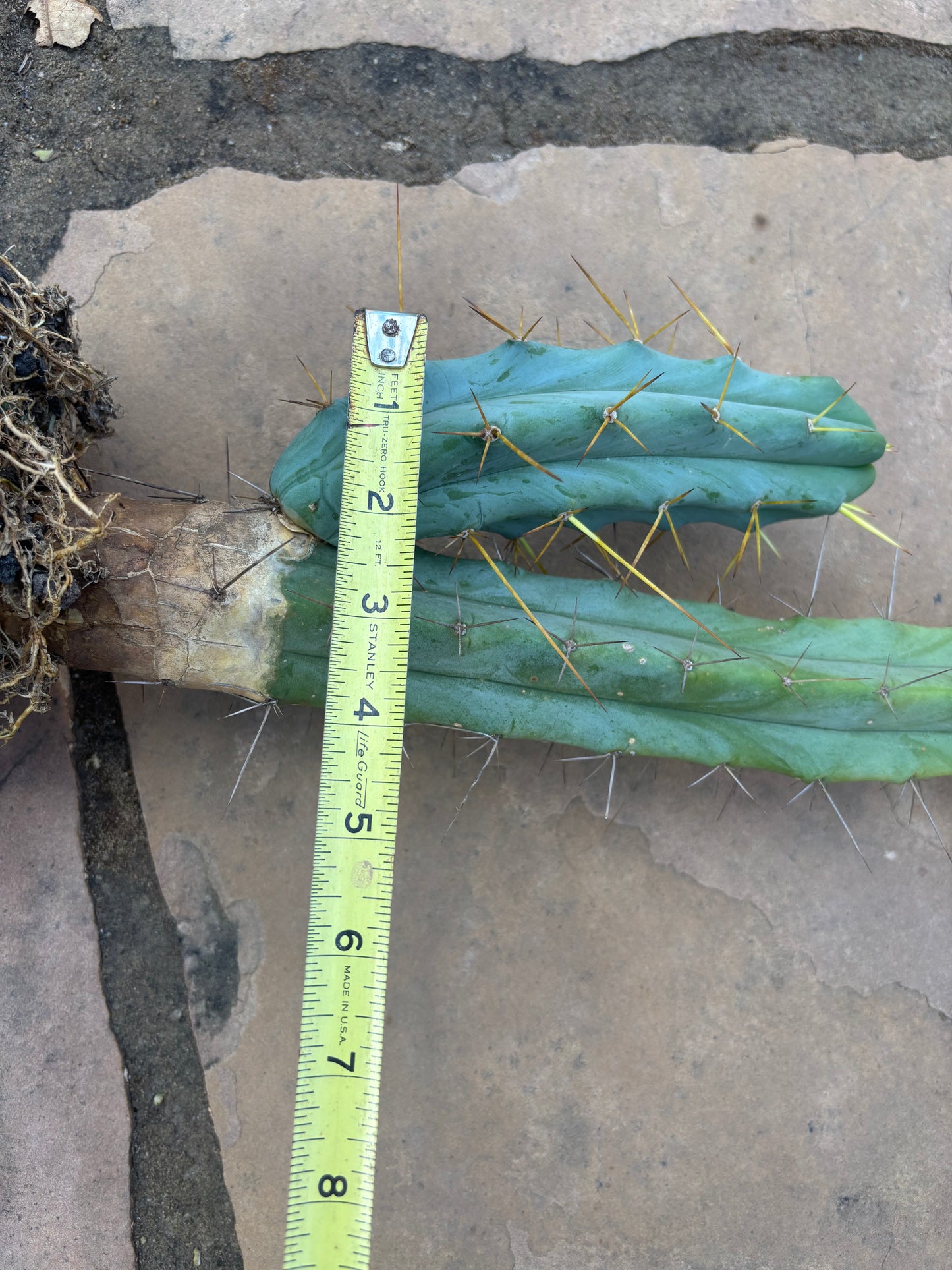 Bridgesii w/base pup and rootball
