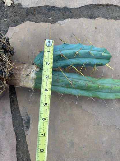 Bridgesii w/base pup and rootball