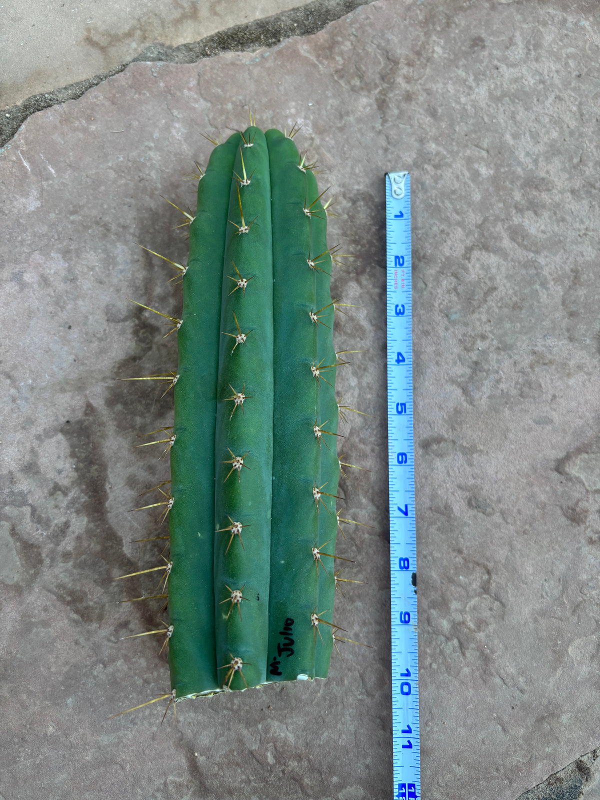 Matucana Julio