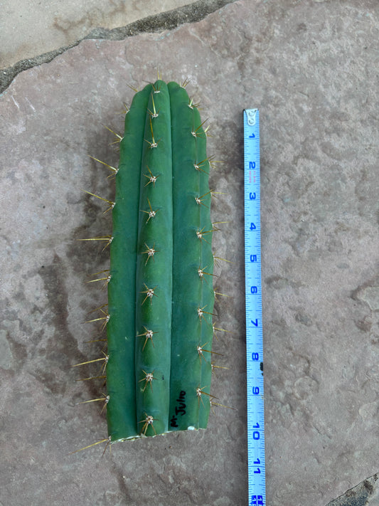 Matucana Julio