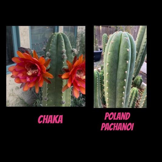 Chaka x Poland Pachanoi 30ct seed pack