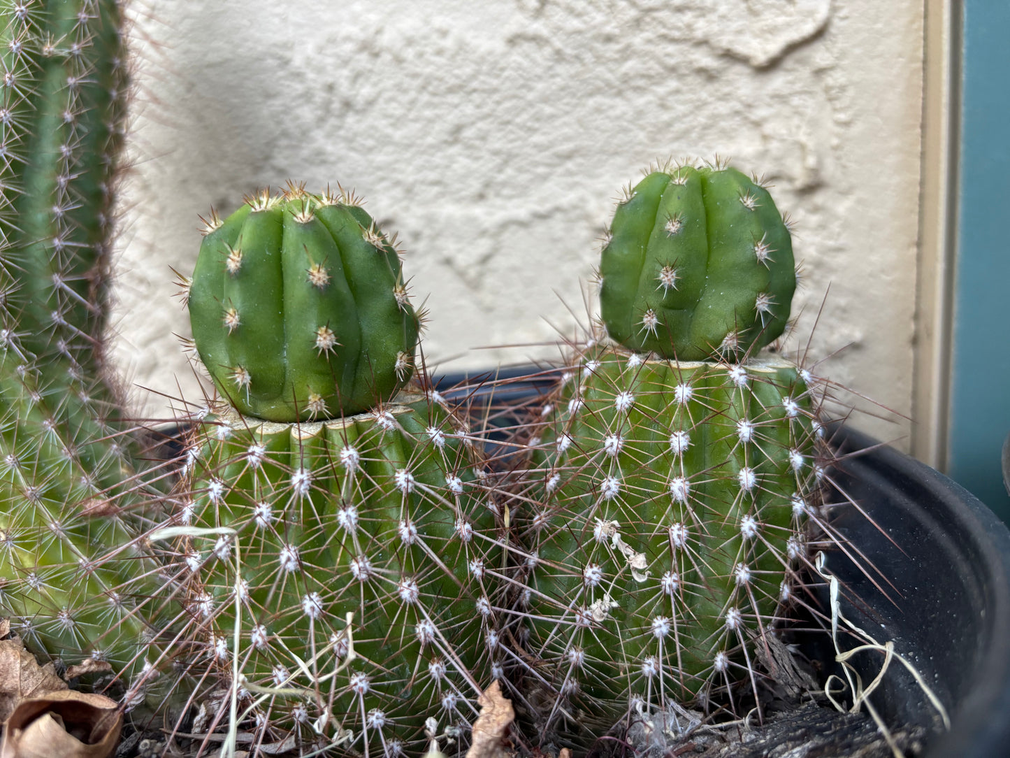 Jane x Scop - Zelly3 (and reverse) - 30 ct. Seed Packs