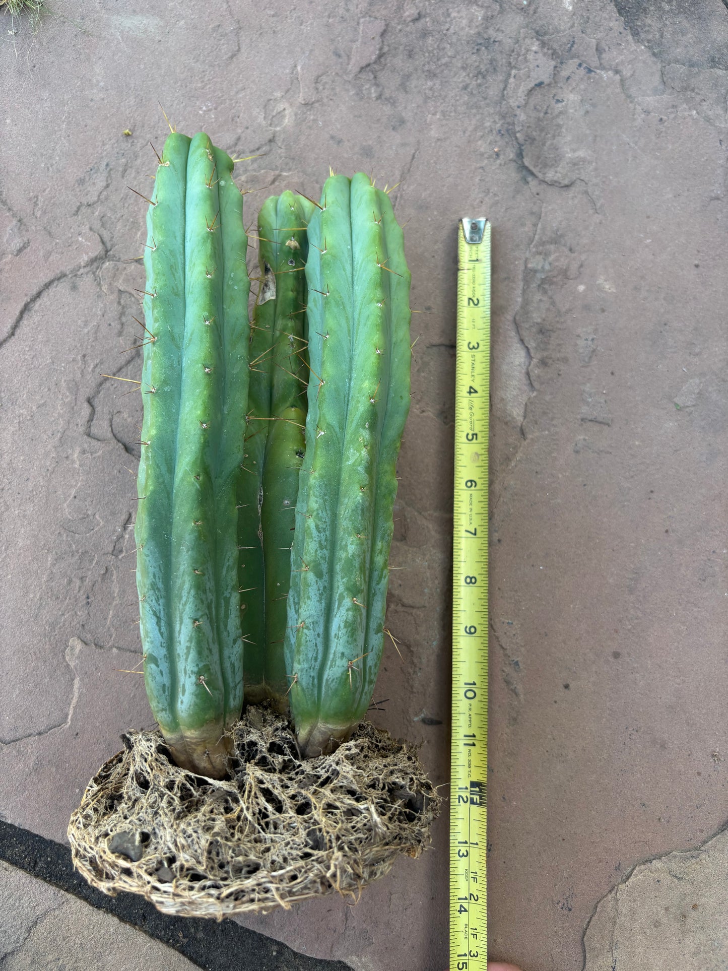 SDB bridgesii - 3 offset w/rootball