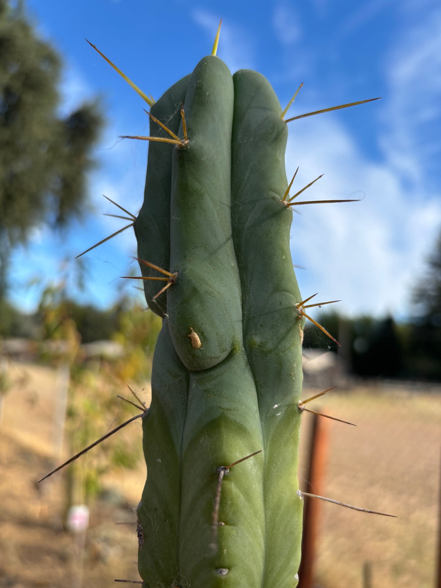 Bridgesii w/base pup and rootball